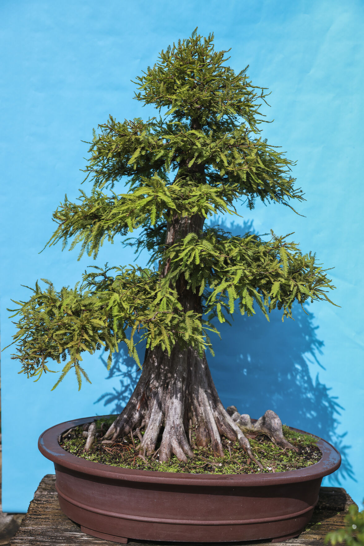 NO.bonsai.io.081322.10.jpg